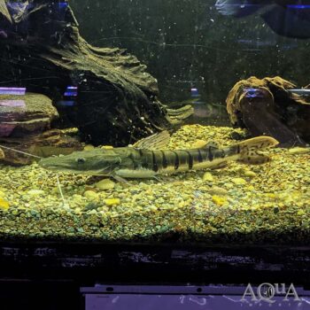 Wild Tiger Shovelnose Catfish (Pseudoplatystoma fasciatum)