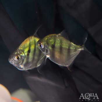 Wild Tiger Silver Dollar (Metynnis fasciatus)