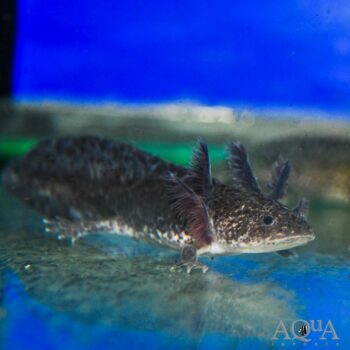 Wild Type Axolotl (Ambystoma mexicanum)