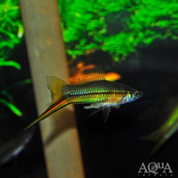Wild Type Green Swordtail (Xiphophorus hellerii)