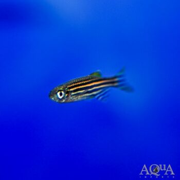 Zebra Danio (Brachydanio rerio)