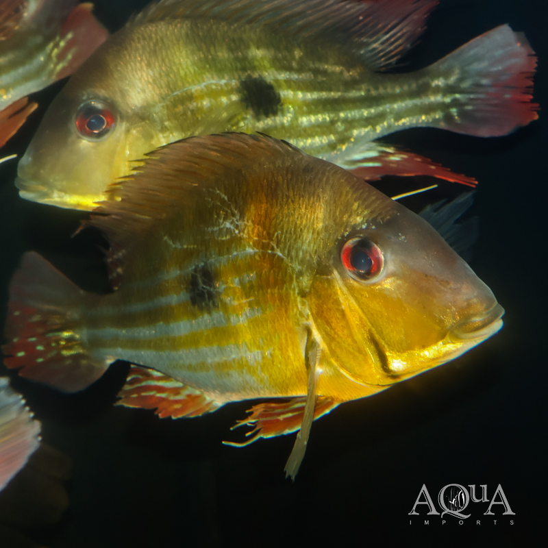 Winemilleri Eartheater (Geophagus cf. winemilleri)