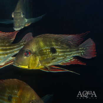 Winemilleri Eartheater (Geophagus cf. winemilleri)