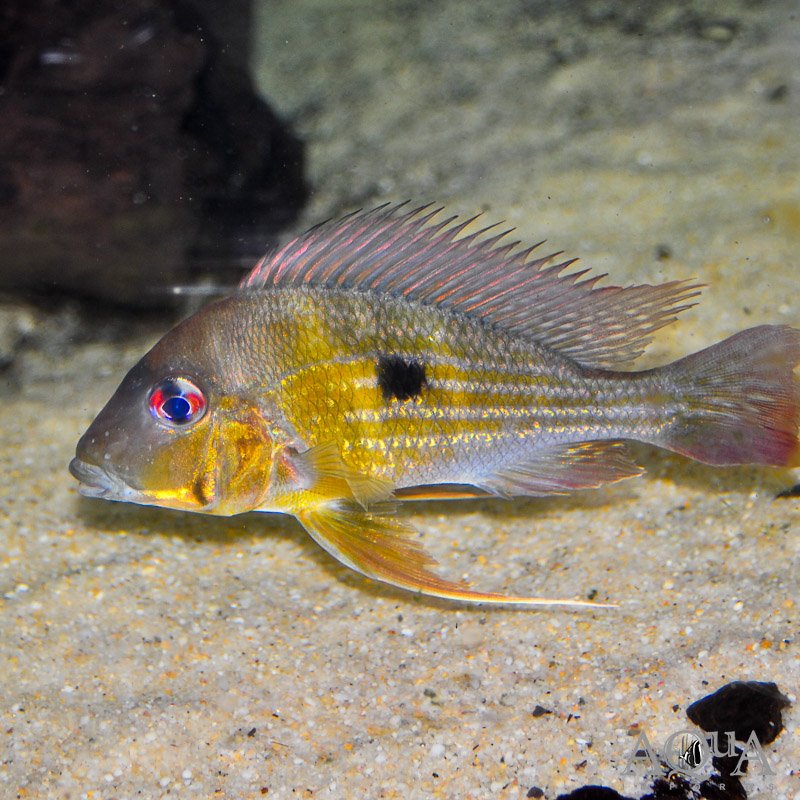 Winemilleri Eartheater (Geophagus winemilleri)