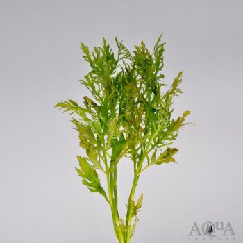 Wisteria (Hygrophila difformis)