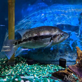 Wolf / Dovii Cichlid (Parachromis dovii)