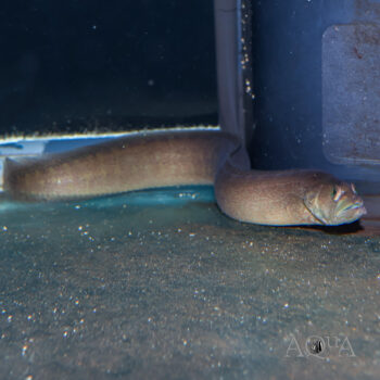 Wolf Eel (Congrogadus subducens)