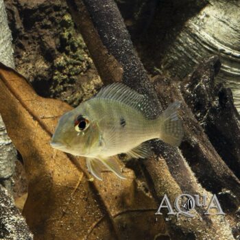 Xingu Altifrons Eartheater (Geophagus altifrons 'Rio Xingu')