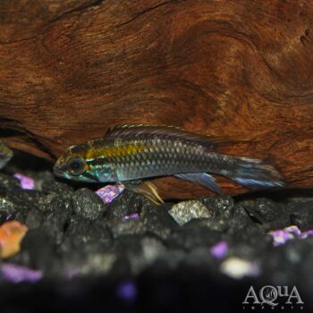Xingu Apistogramma (Apistogramma agassizzi 'Xingu')