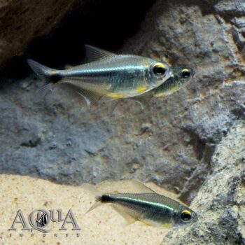 Xingu Black Neon Tetra (Moenkhausia heikoi)