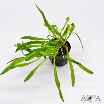 Xingu Dwarf Amazon Sword (Echinodorus xinguensis)