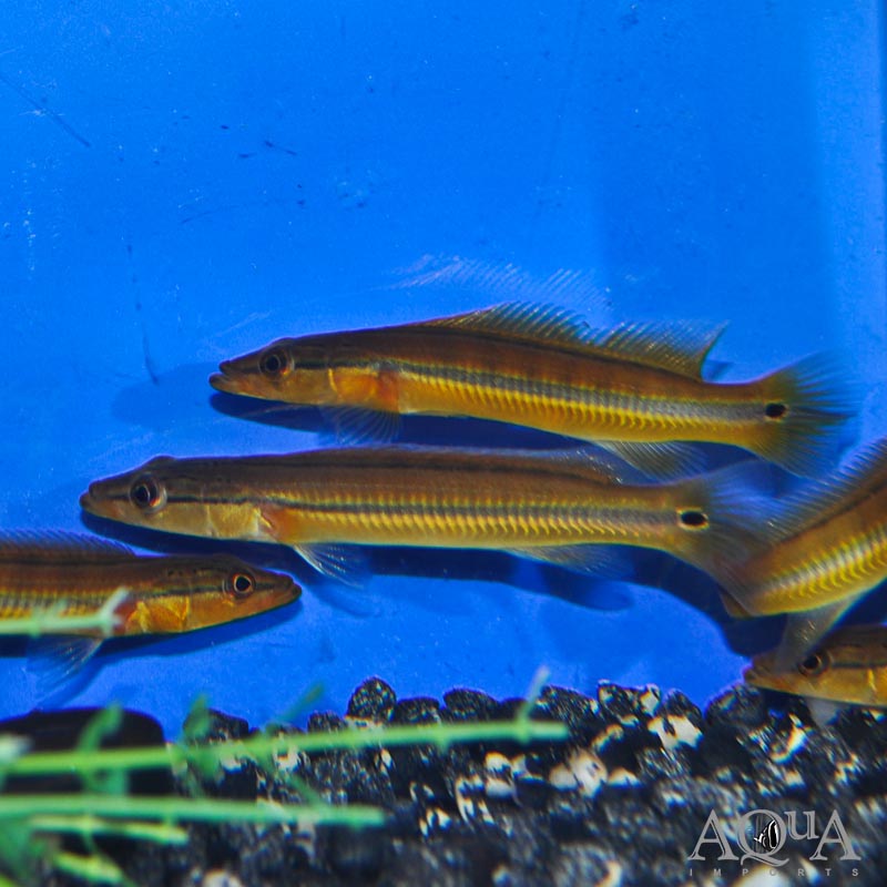 Xingu I Pike Cichlid (Crenicichla sp. 'Xingu I')