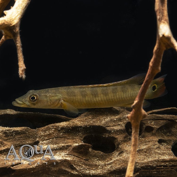 Xingu II Pike Cichlid (Lugubria sp. 'Xingu II')