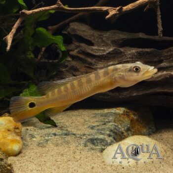 Xingu II Pike Cichlid (Lugubria sp. 'Xingu II')