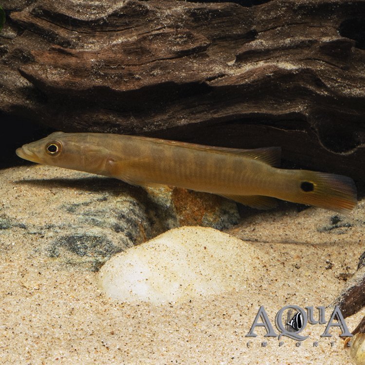 Xingu II Pike Cichlid (Lugubria sp. 'Xingu II')