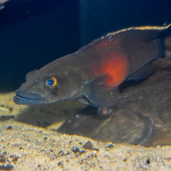Xingu III Pike Cichlid (Lugubria dandara)