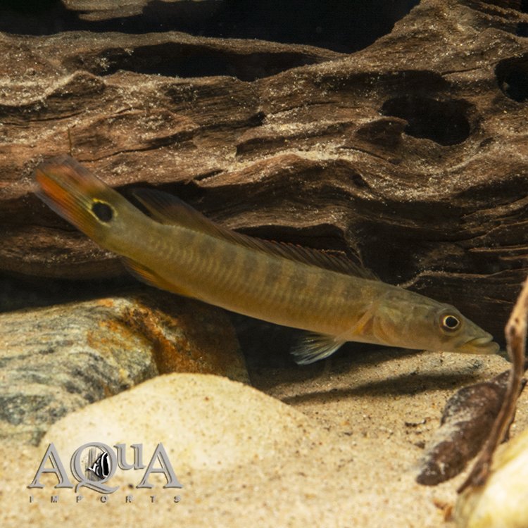 Xingu II Pike Cichlid (Lugubria sp. 'Xingu II')