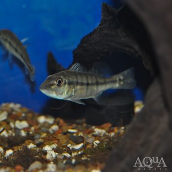Xingu Peacock Bass (Cichla melaniae)