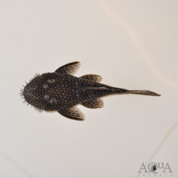 Yari Super Gold Bristlenose Pleco (Ancistrus sp.)