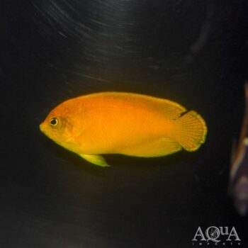 Yellow Angelfish (Centropyge heraldi)
