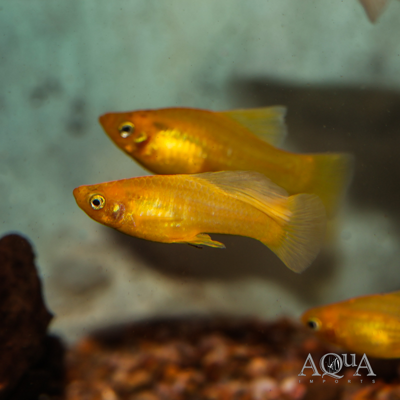 Yellow Banana Platy (Xiphophorus variatus)