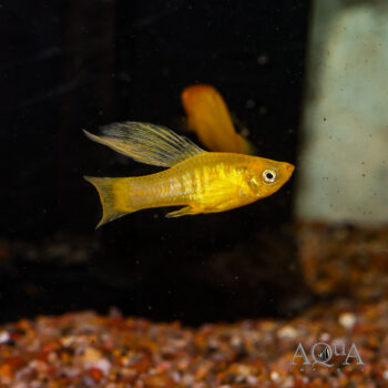 Yellow Banana Platy (Xiphophorus variatus)
