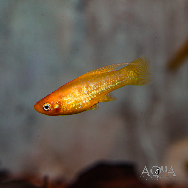 Yellow Banana Platy (Xiphophorus variatus)