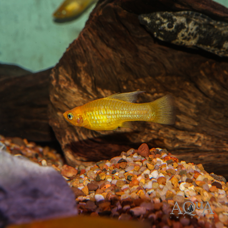Yellow Banana Platy (Xiphophorus variatus) - Image 2