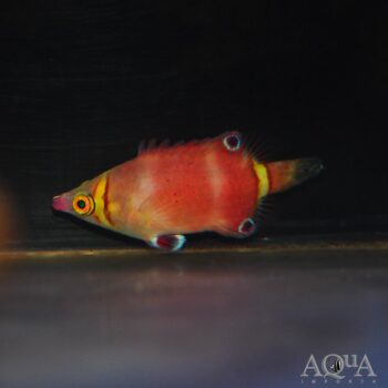Yellow Banded Possum Wrasse (Wetmorella nigropinnata)