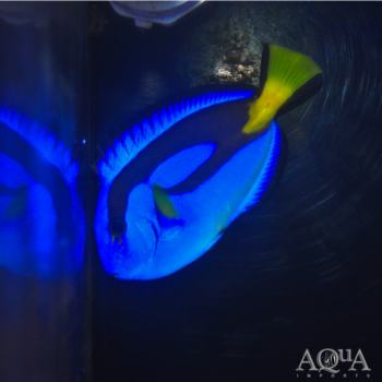 Blue Hippo Tang (Paracanthurus hepatus)