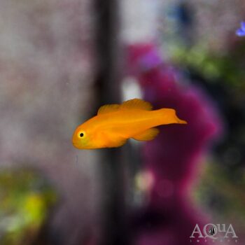 Yellow Clown Goby (Gobiodon okinawae)