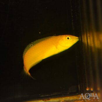Yellow Coris Wrasse (Halichoeres Chrysus)