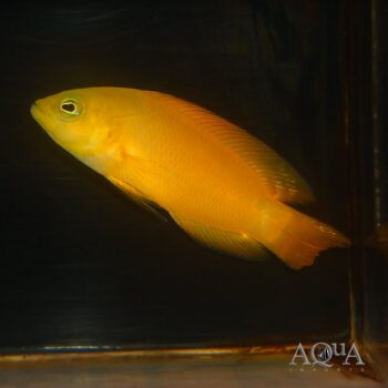 Yellow Dottyback (Pseudochromis coccinicauda)