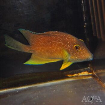 Gold Ring Bristletooth Tang (Ctenochaetus truncatus)