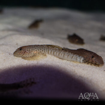 Yellow Fin Hillstream Loach (Labigastromyzon cf. fangi)