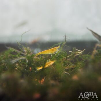 Yellow Fire Shrimp (Neocaridina davidi)
