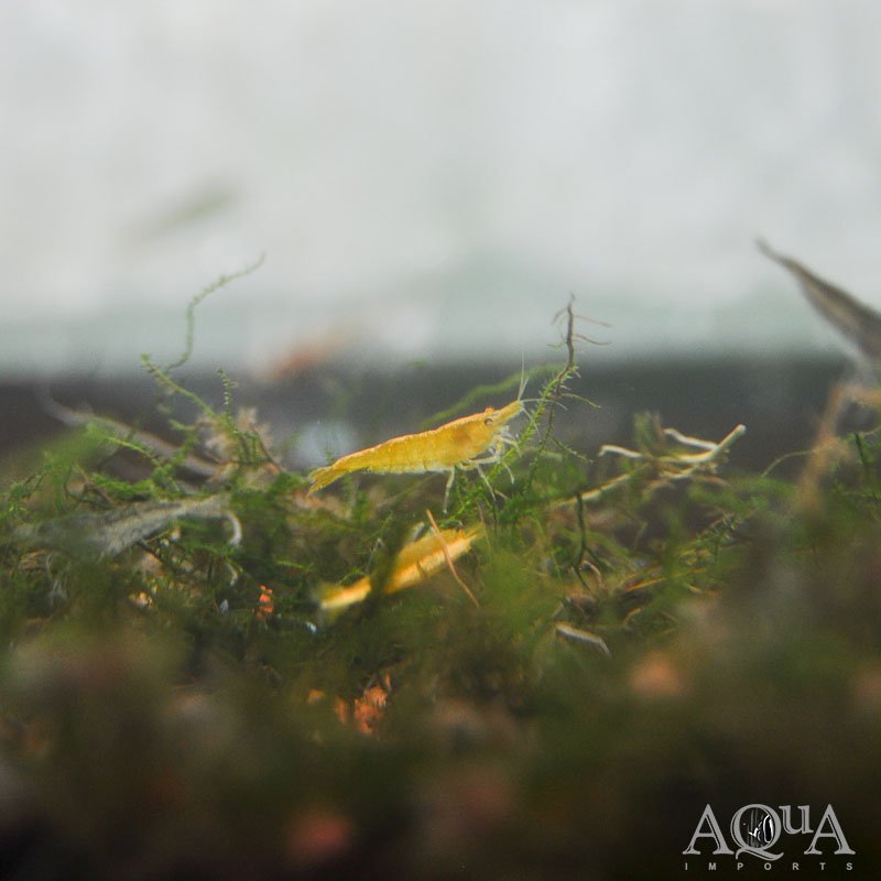 Yellow Fire Shrimp (Neocaridina davidi)