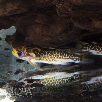 Yellow Honeycomb Wood Catfish (Duringlanis altae)