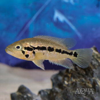 Yellow Jacket Cichlid (Parachromis friedrichsthalii)