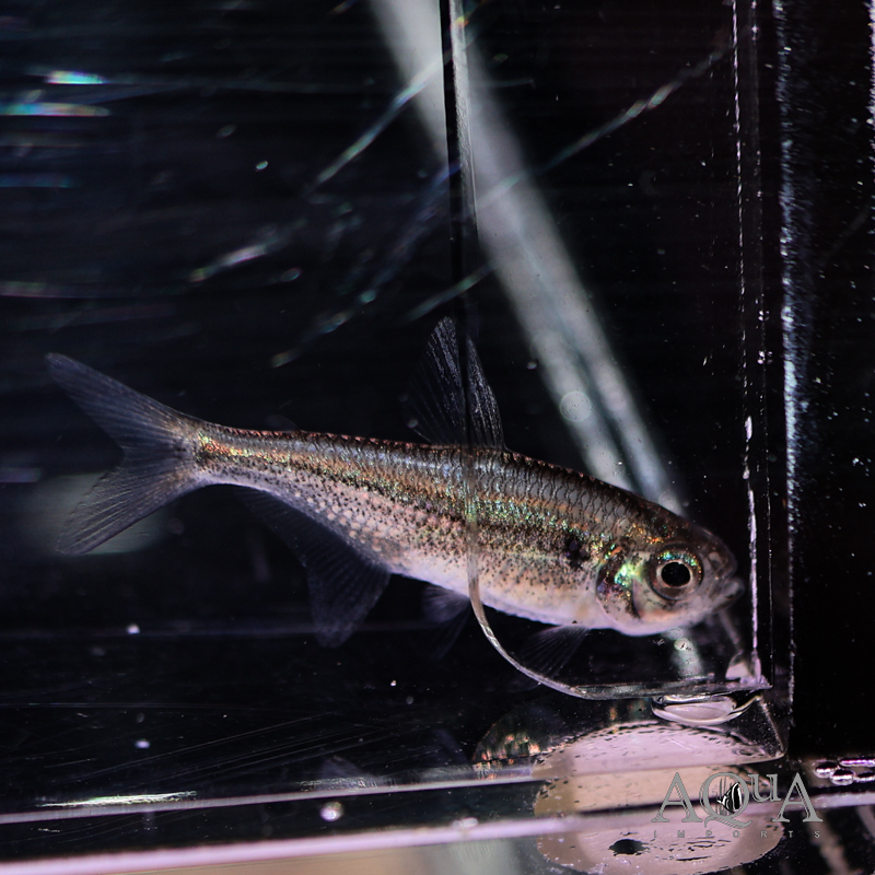 Yellow Kogal Tetra (Moenkhausia sp. Yellow Kogal)