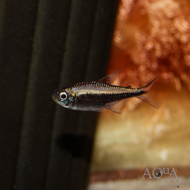 Yellow Kogal Tetra (Moenkhausia sp. Yellow Kogal)