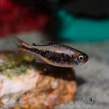 Yellow Kogal Tetra (Moenkhausia sp. Yellow Kogal)
