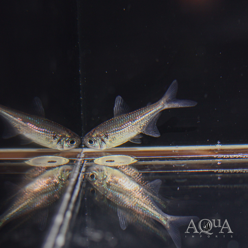 Yellow Kogal Tetra (Moenkhausia sp. Yellow Kogal)