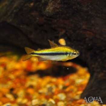 Yellow Lapis Tetra (Hyphessobrycon cyanotaenia)