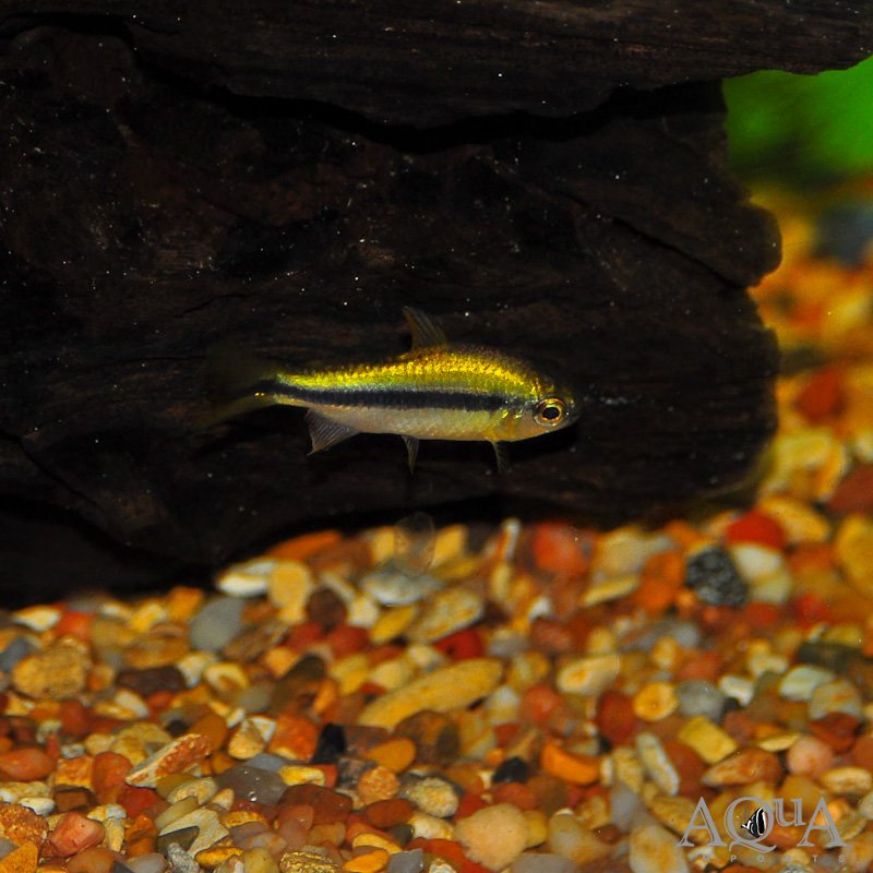 Yellow Lapis Tetra (Hyphessobrycon cf. cyanotaenia)