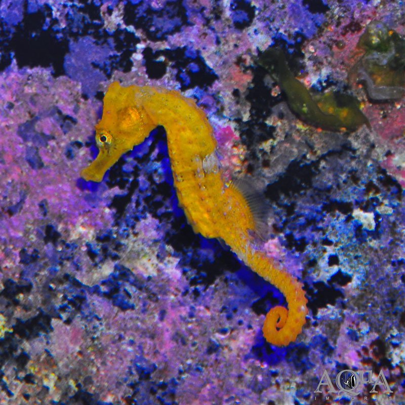 Yellow Lined Seahorse (Hippocampus erectus)