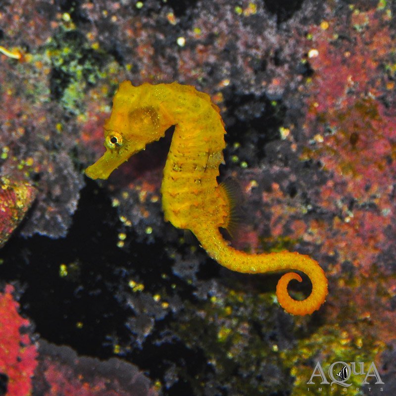 Yellow Lined Seahorse (Hippocampus erectus)