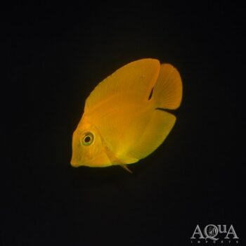 Yellow Mimic Tang (Acanthurus pyroferus)