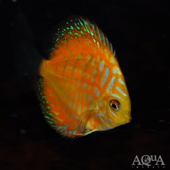 Yellow Panda Discus (Symphysodon discus)