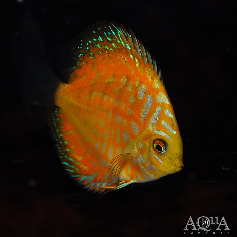 Yellow Panda Discus (Symphysodon discus)